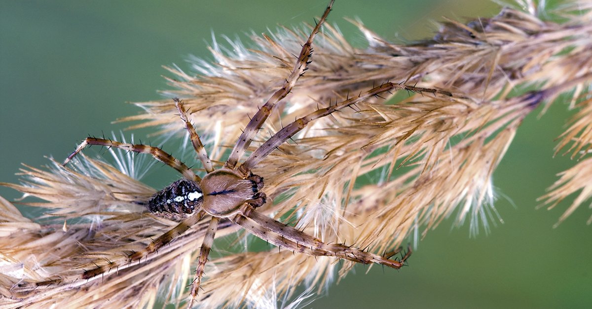 Ядовитый домашние пауки - 55 фото